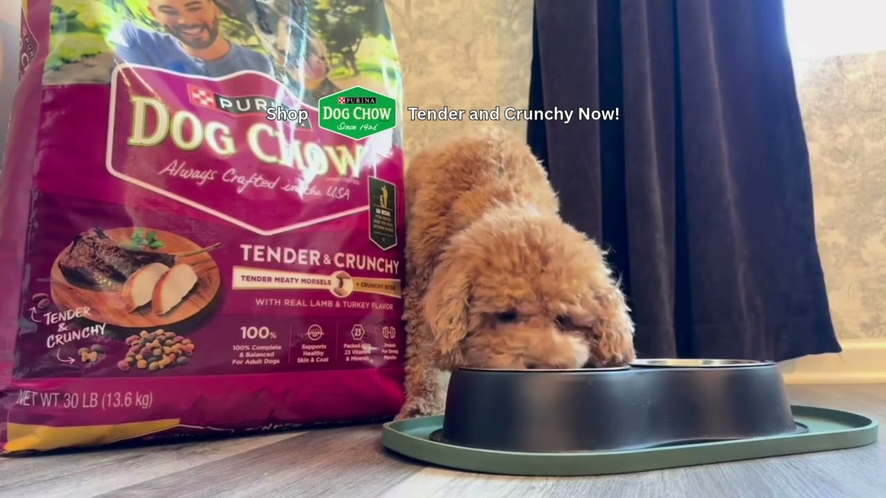 Dog Chow Tender and Crunchy