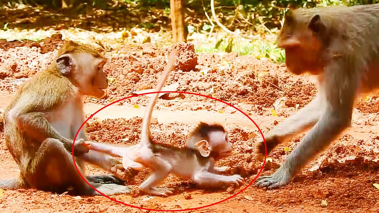 MG! Brat Janna Mo. Attack Sin A Little Baby Peck So Hurt & Mostly Break Half Of Body, Mom Can't Help