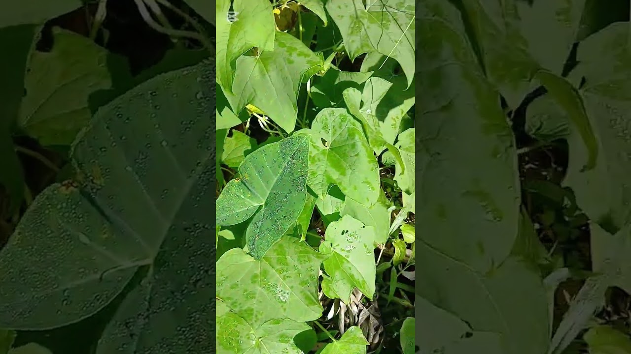 This is the continuation of the Cho cho / Chayote.  Listen to all the benefits. 