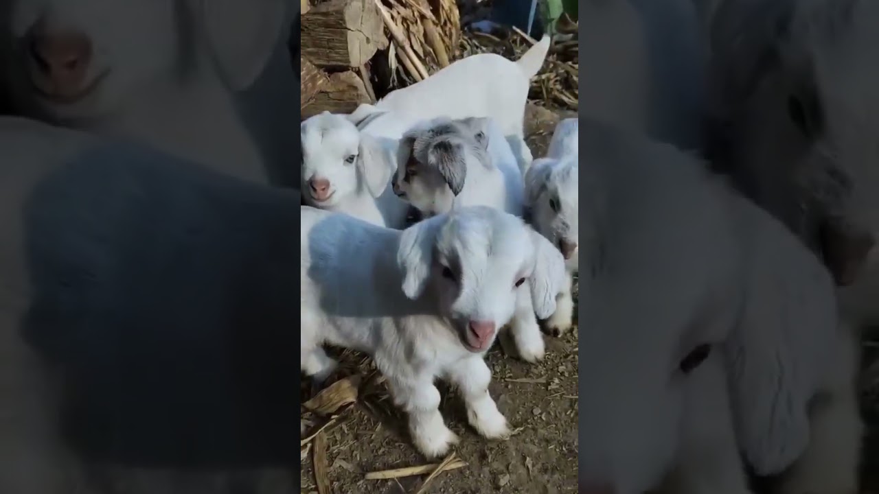 Cute Goat Sound || Goat Kids Sound || Real Goat Sound || Goat Sound || Cute Sound #shorts