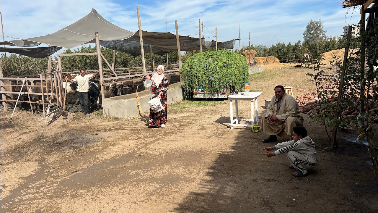 ما طرح ما رجلي تدب 👊الخير معايا يهب🤝جولة تنضيف في جنينة القصر🏕️🏡ومفيش قصر وجنينة من غير اي⁉️كملوا❓