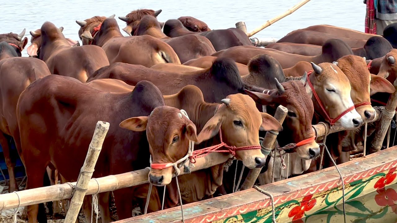 cow unloading cow videos cow video big cow goru hamba cow 607