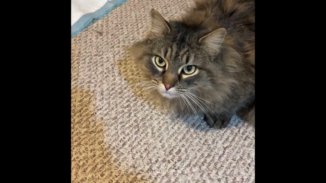 Day # 12 of Gabby being inside the house #Gabbycat