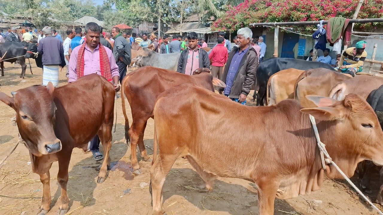আজ ১৪/২/২৬ | খামার উপযোগী মাঝারি সাইজের ষাঁড় গরুর দাম জানুন | কাহারোল হাট 