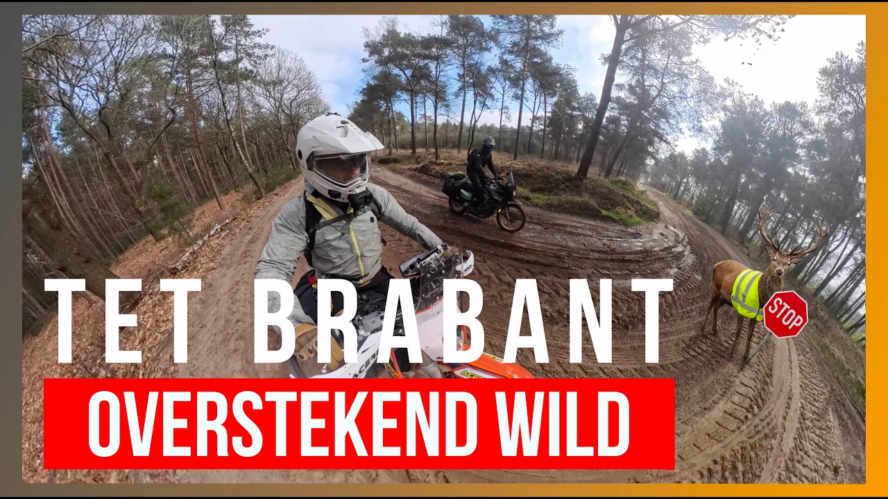 TET BRABANT / Overstekend Wild En Mooie Glijpartijen