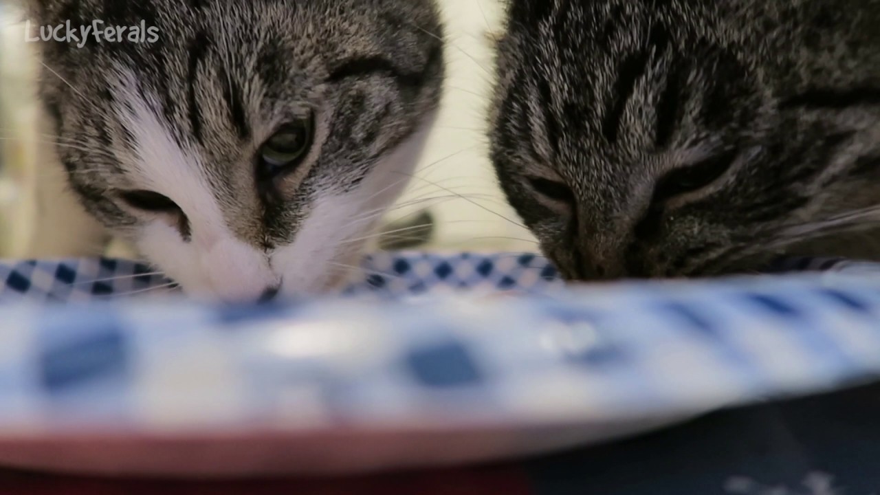 Cats Eating Pot Roast * Cats Love Pot Roast * ASMR Cat Eating