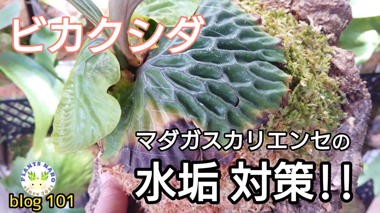 【イオン交換樹脂】ビカクシダの葉水 コレ使ってます🌱