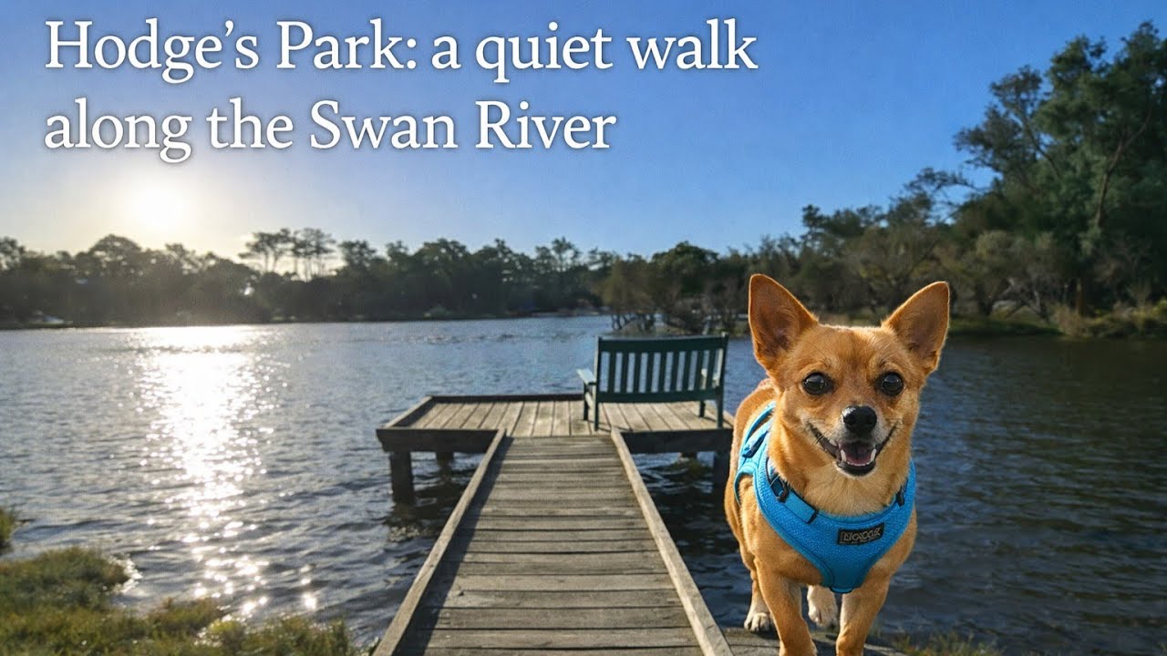 Hodge’s Park: a quiet walk along the Swan River. Perth, Australia