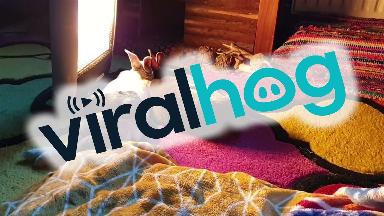Degu Snuggles With Bunny Pals || ViralHog