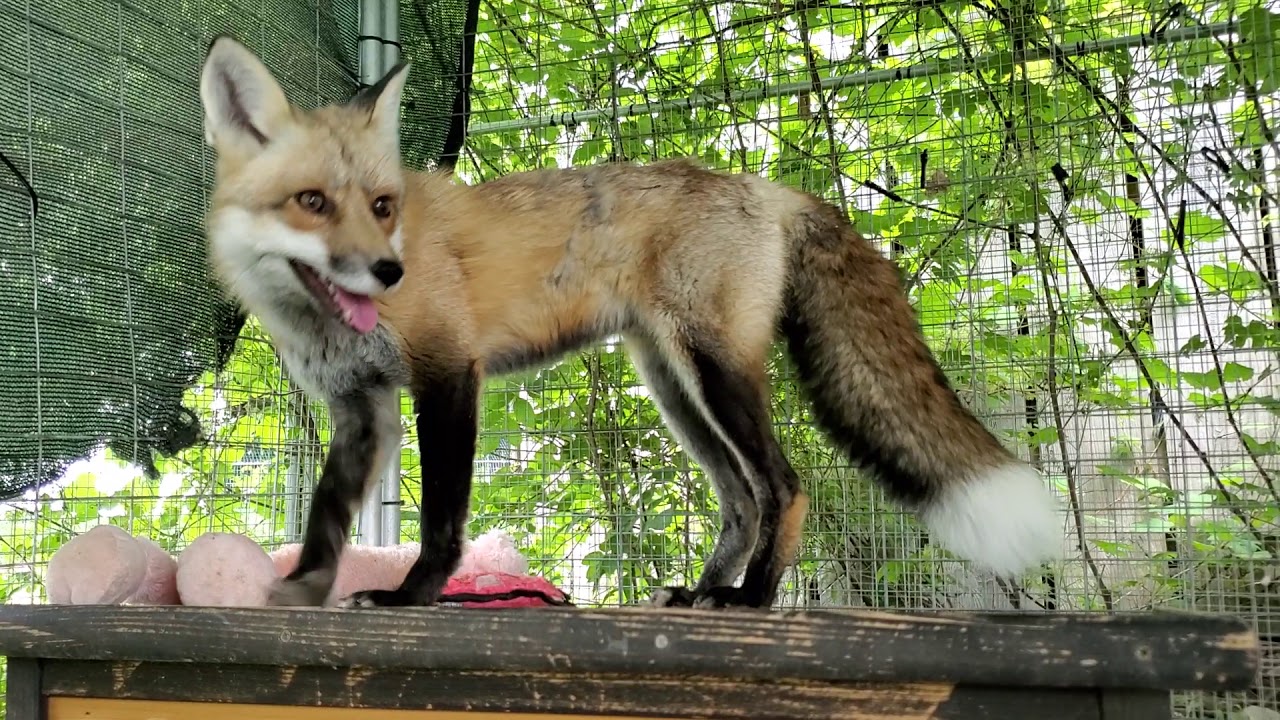 FOX CALLS 🔊