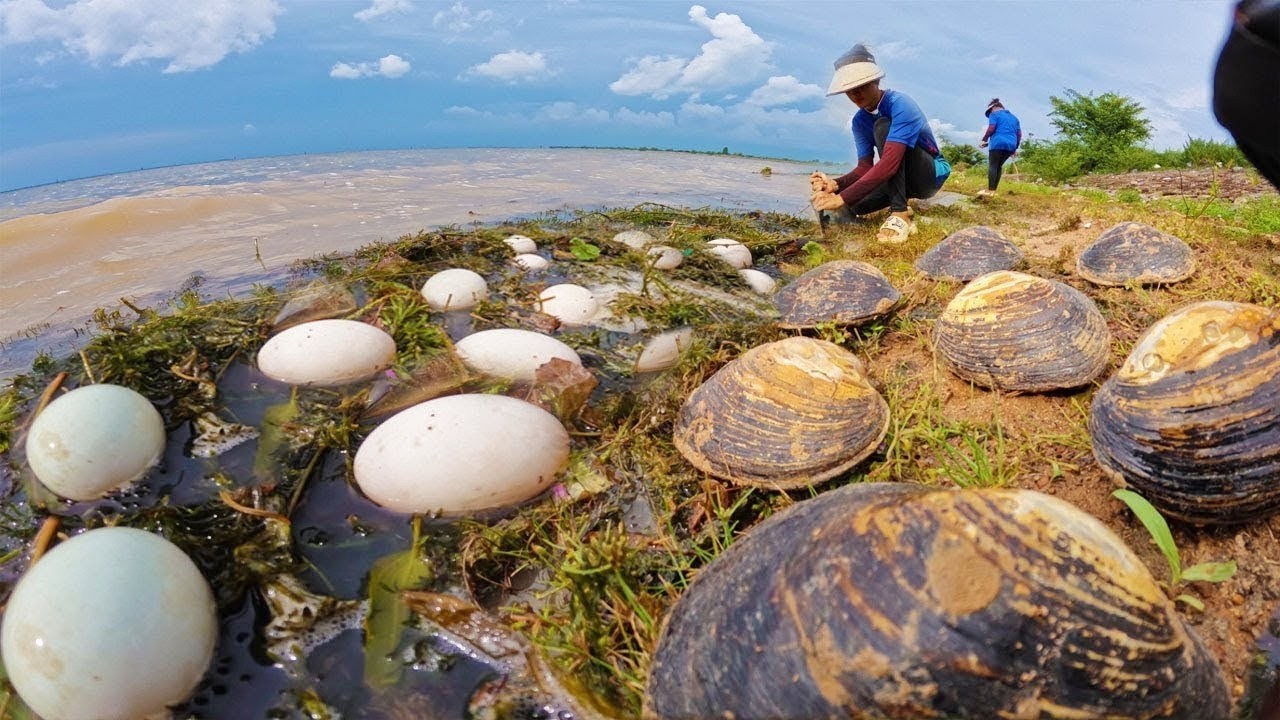 Wow amazing I found a lot of Big Clam at side of river