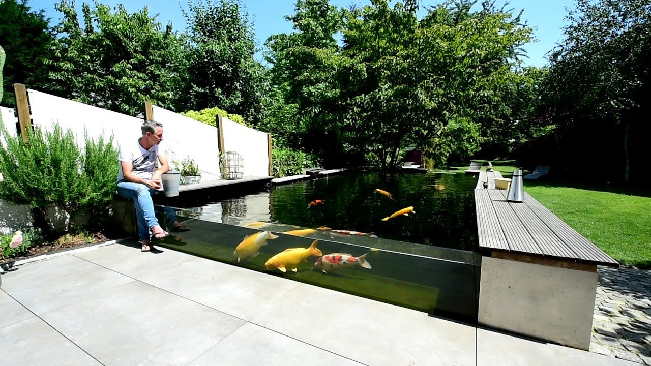 Modern Koi Blog #3263 - Thorstens 39.000 Liter Teich mit Panoramascheibe