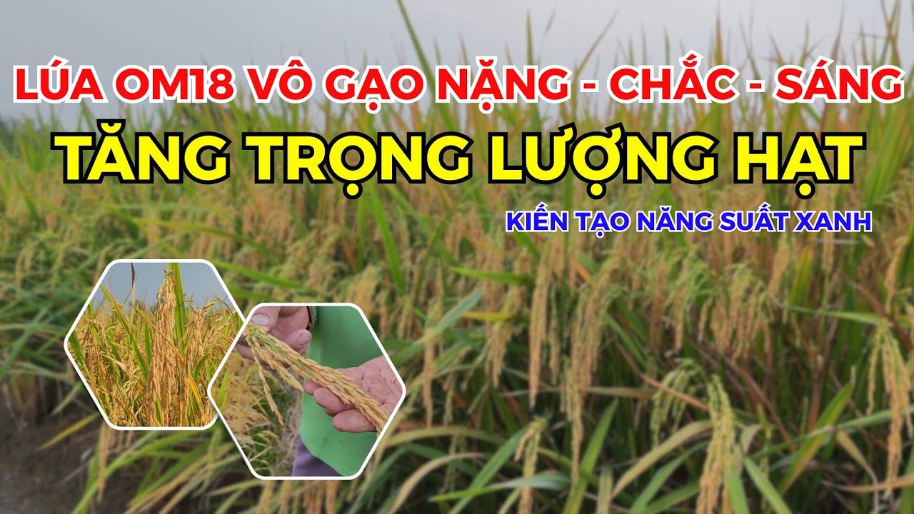 BVN - LÚA OM18 VÔ GẠO NẶNG - CHẮC - SÁNG - TĂNG TRỌNG LƯỢNG HẠT 