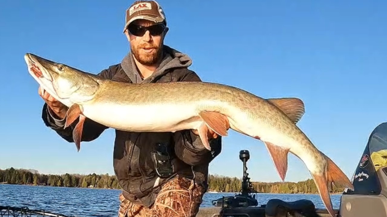 BIG Blonde Muskie Eats Live Bait! (Northern Wisconsin MEGA)