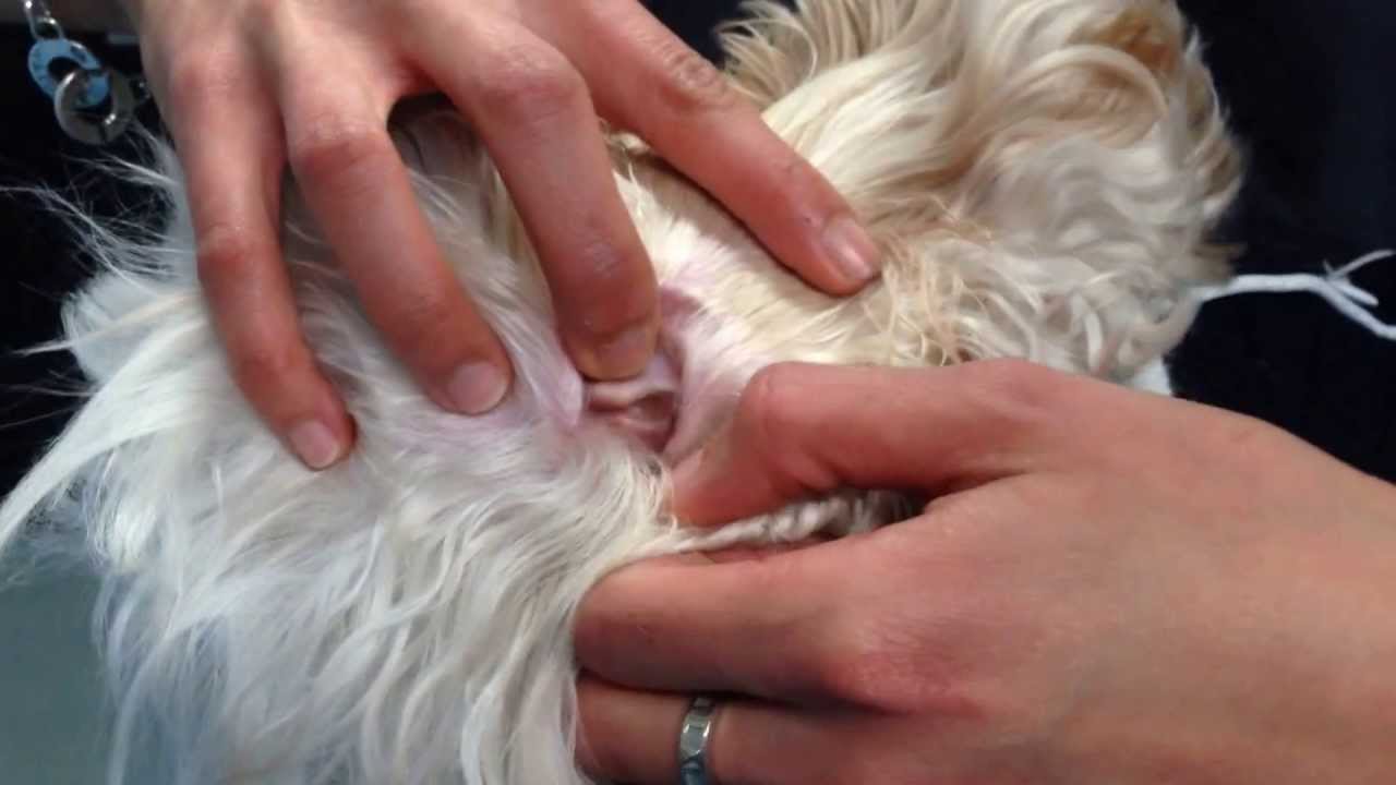 My Vet Animal Hospital: How to clean your dog's ears.