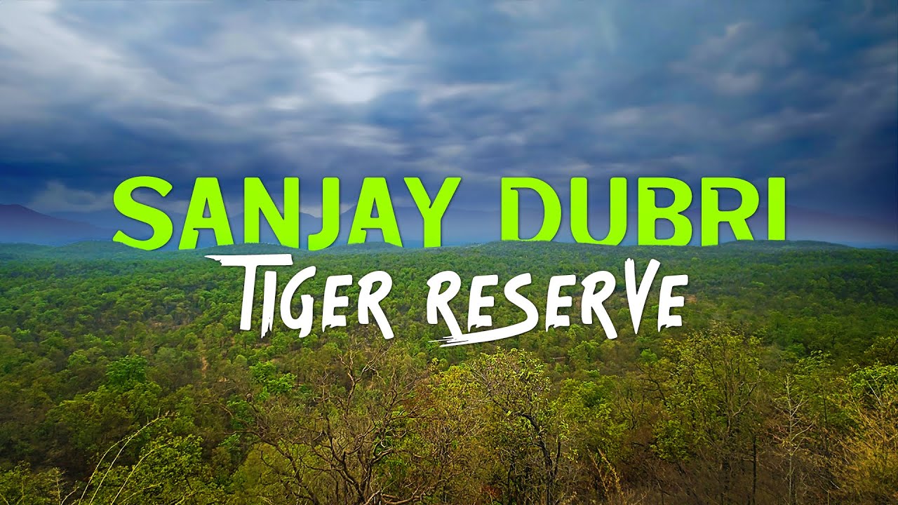 Searching for Tigers at Sanjay Dubri Tiger Reserve - 4K Video