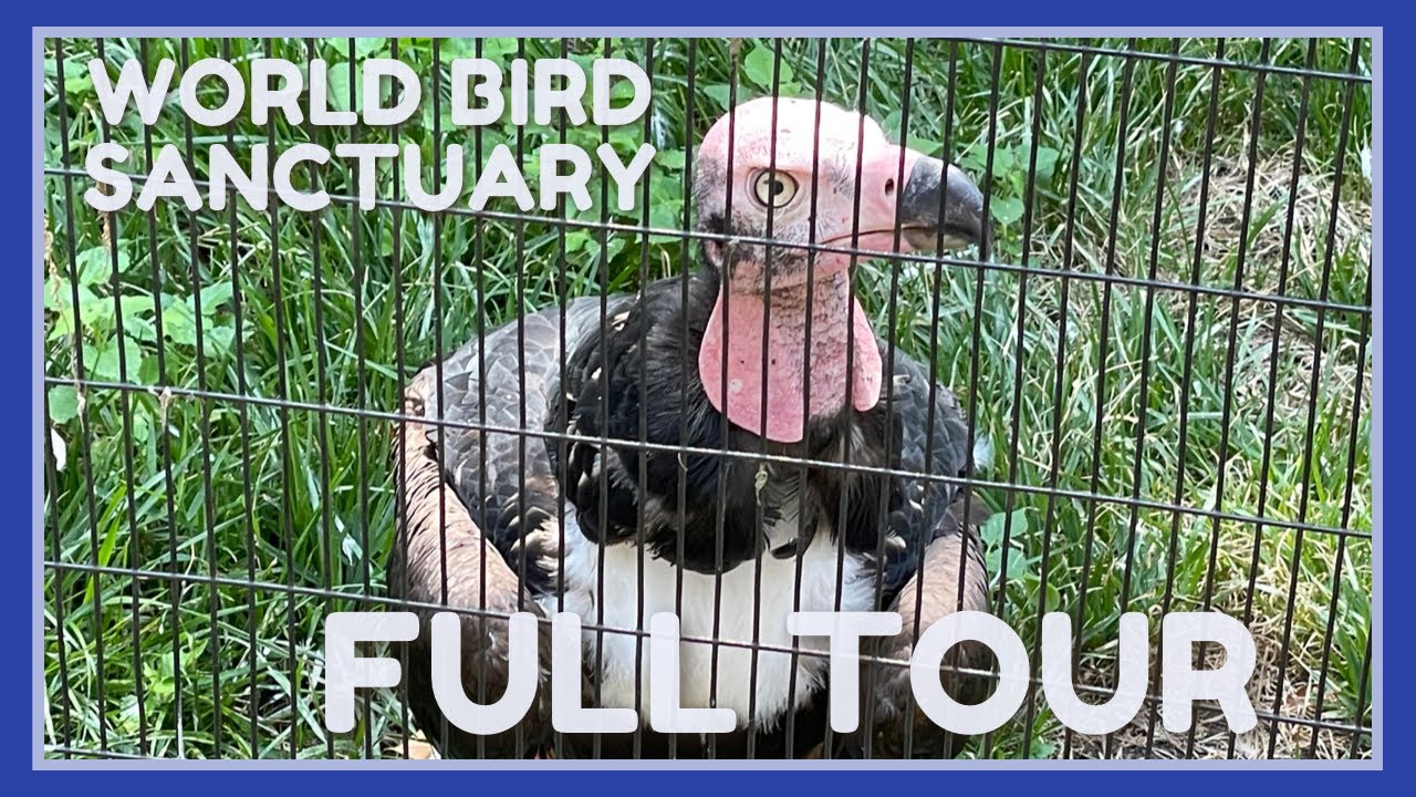 WORLD BIRD SANCTUARY | FULL WALKTHROUGH TOUR