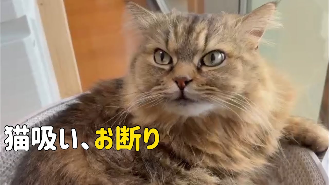 飼い主が猫吸いした結果が悲しすぎた
