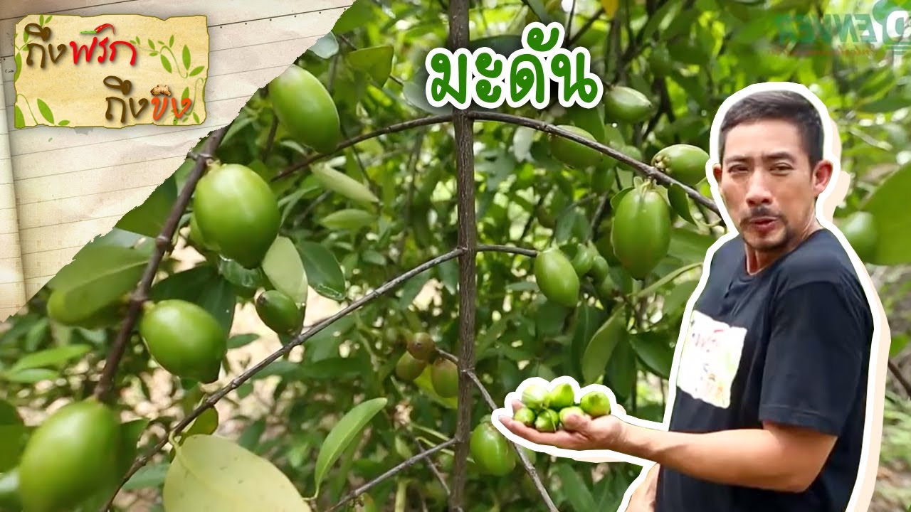 มะดัน I ถึงพริกถึงขิง 29-12-16