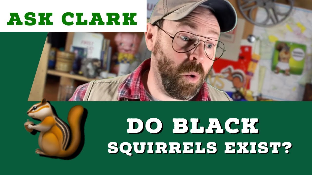 Are there black squirrels?