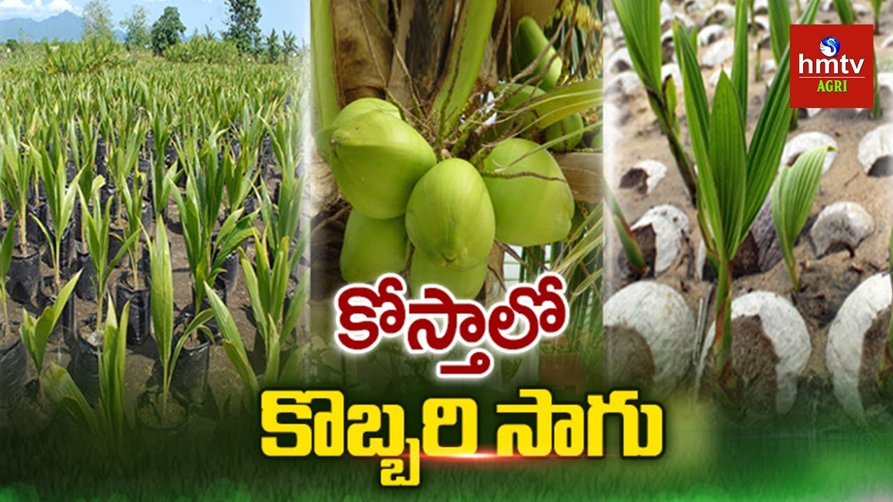Coconut Farming Information Guide for Beginners | hmtv Agri