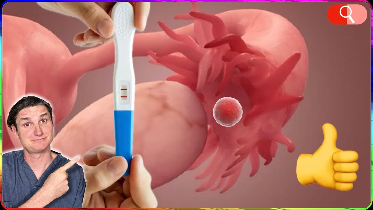 MÉTHODE pour TOMBER ENCEINTE (fécondation, ovulation, …)
