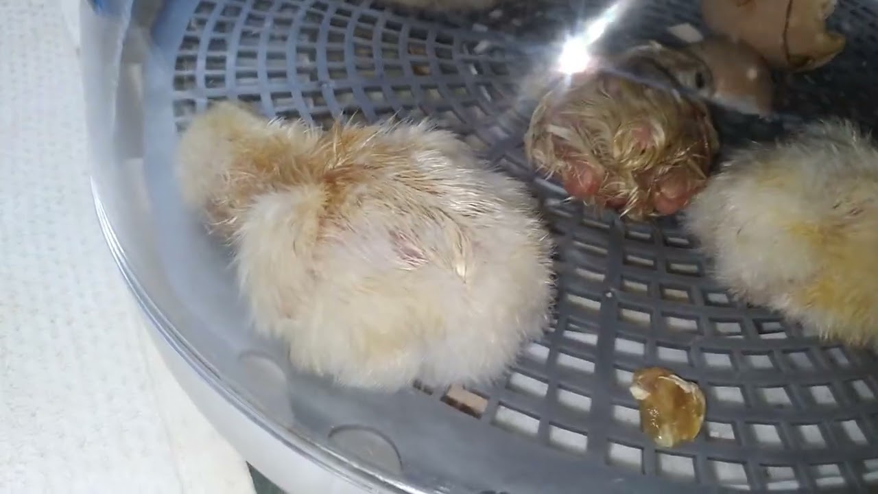 Last chick hatch using a modern incubator June 29, 2023