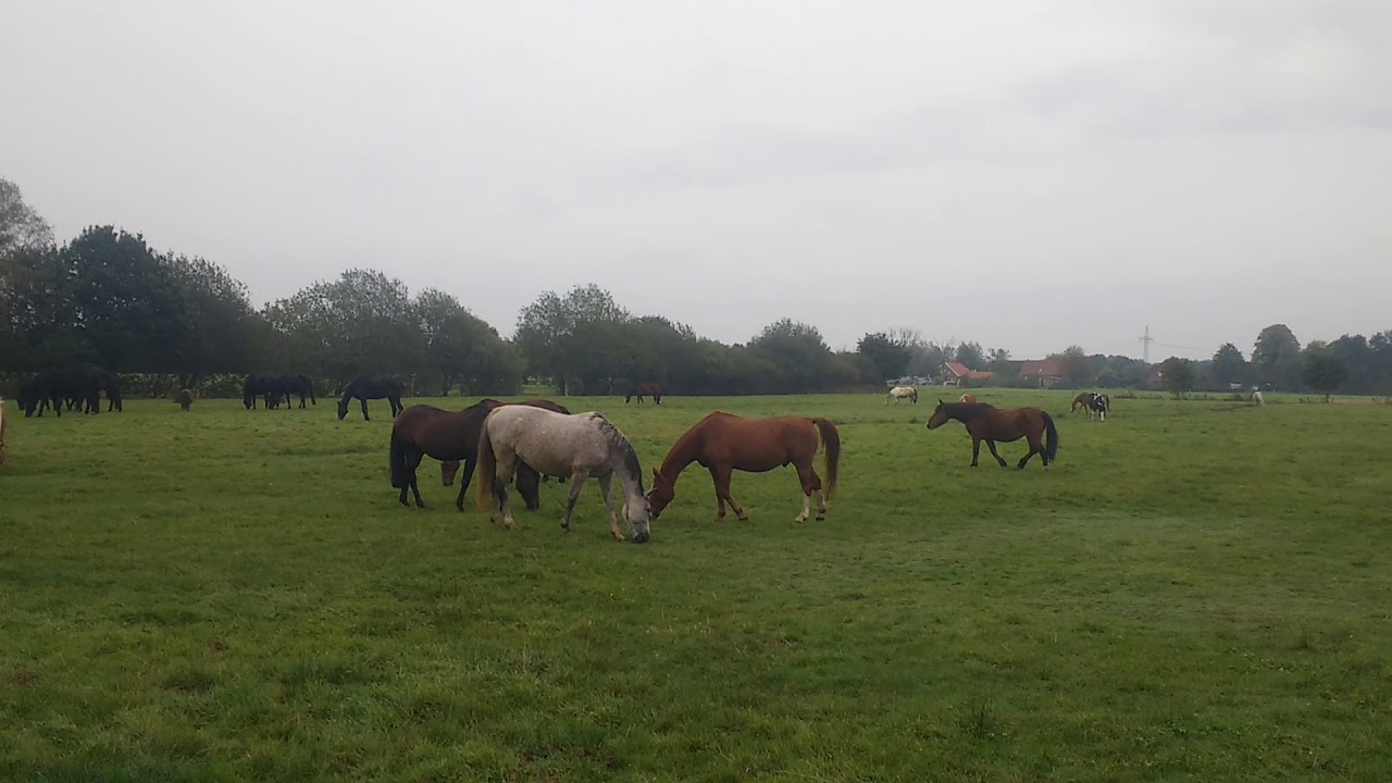 Bewegungsstall auf dem Möwenhof - Weide im September 2018