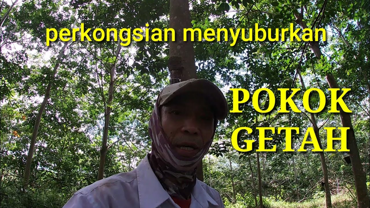cara penaburan baja pada pokok getah || mudah subur