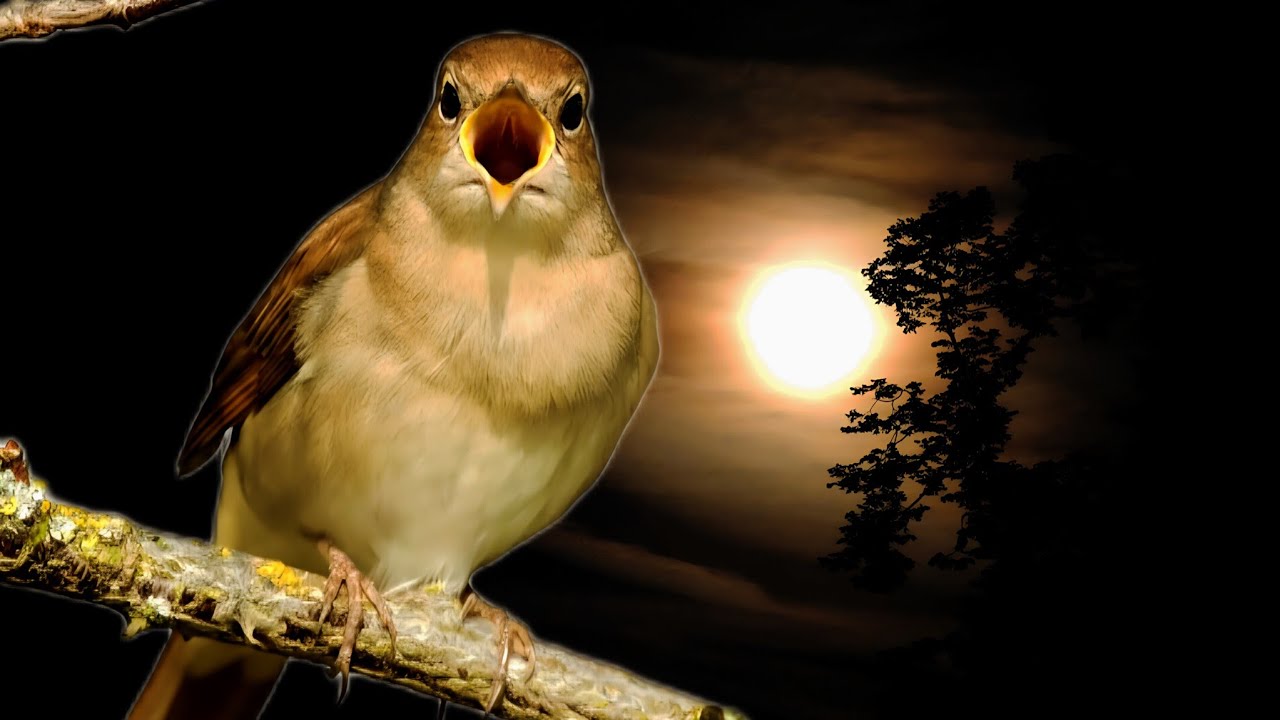 Ruiseñor cantando: el sonido más mágico de la noche