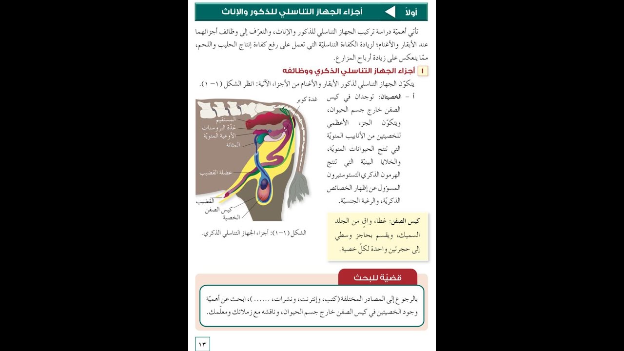 توجيهي زراعي انتاج حيواني/   الجهاز التناسلي للابقار