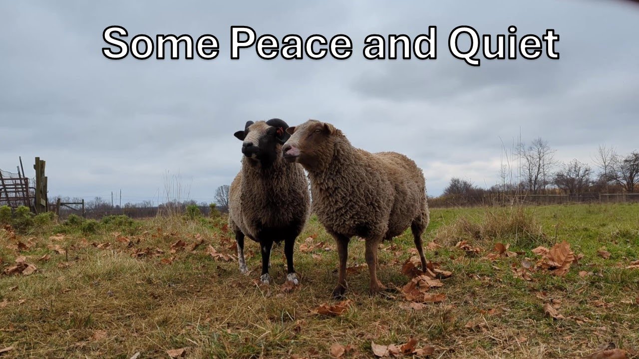 A Quiet Morning on the Sheep Farm