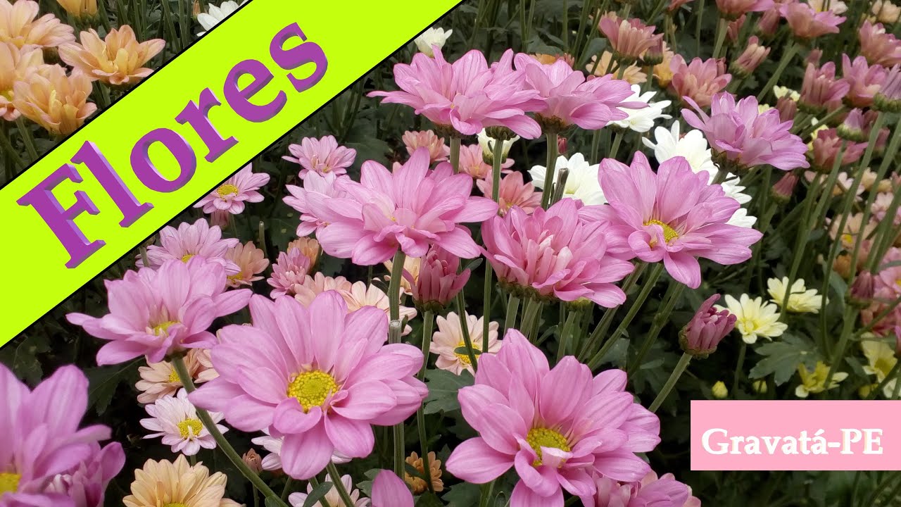 Rota das flores em Gravatá. Campos com muita beleza.