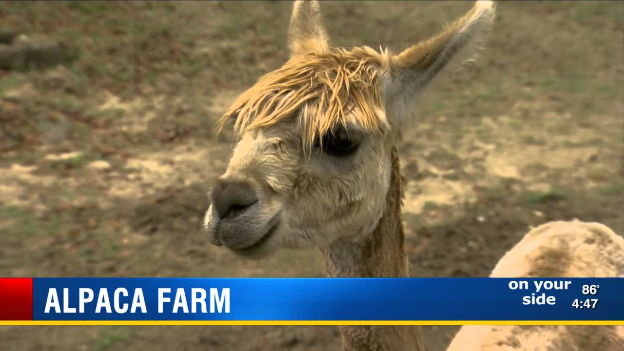 ALPACA FARM