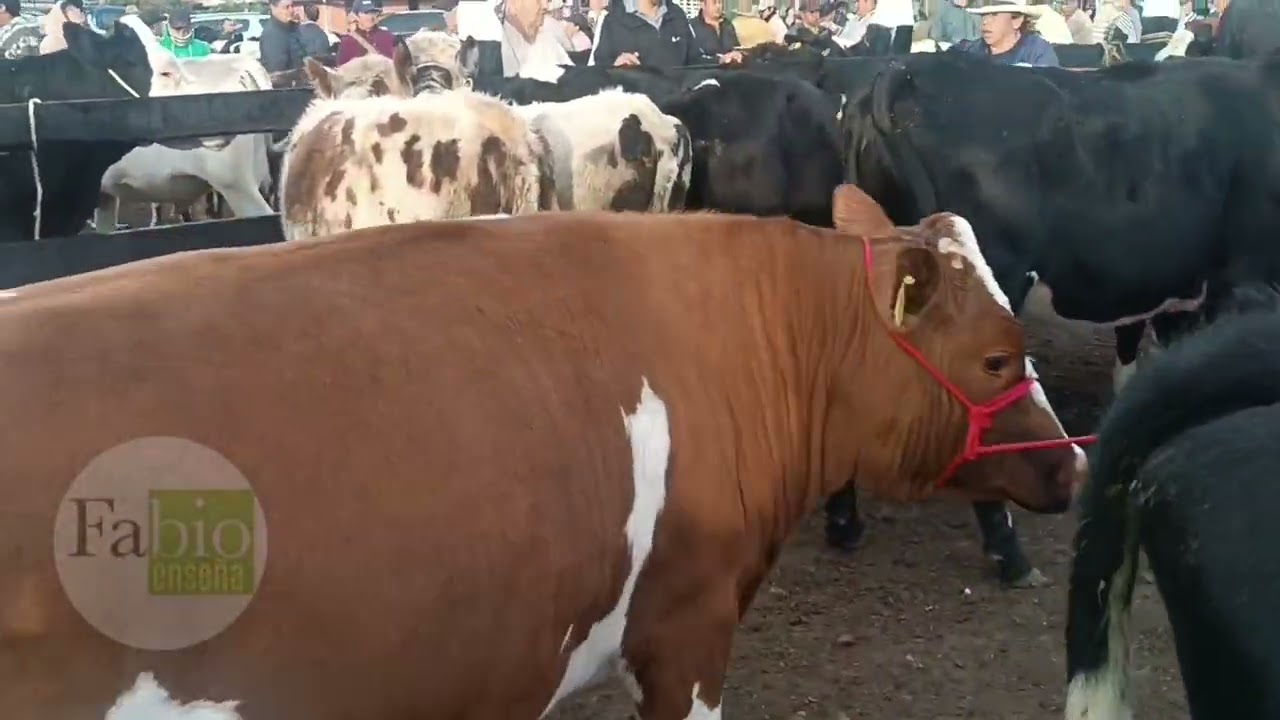 Feria ganadera en Ubaté Cundinamarca.