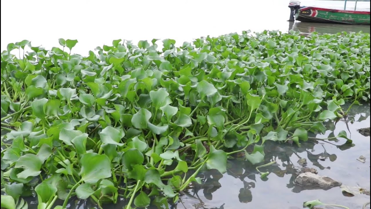Turning Water Hyacinth into Clean Energy | Kisumu Biogas Project | Chamwada Report