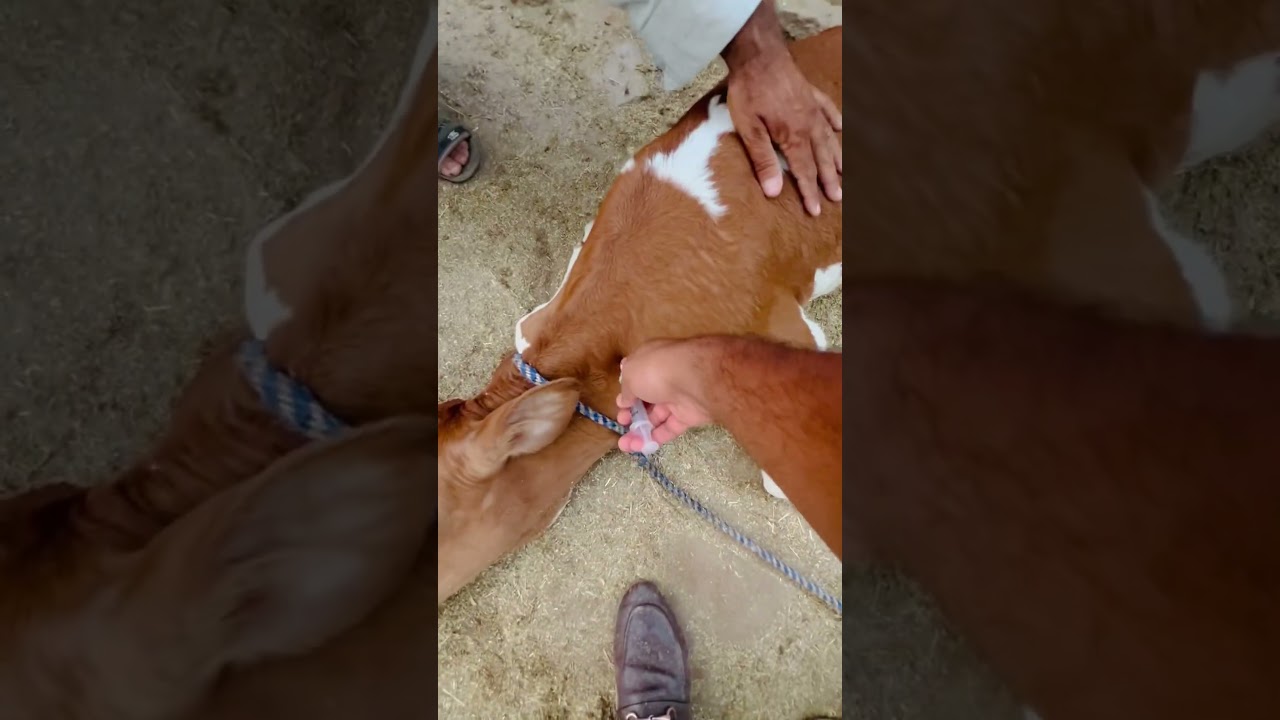 Debudding of calf #animal #vetdrafaqrana