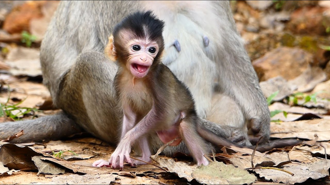 Keep Moving & Go Ahead Babie Monkey Aria. You Have Time To Play around Mom Right Now.