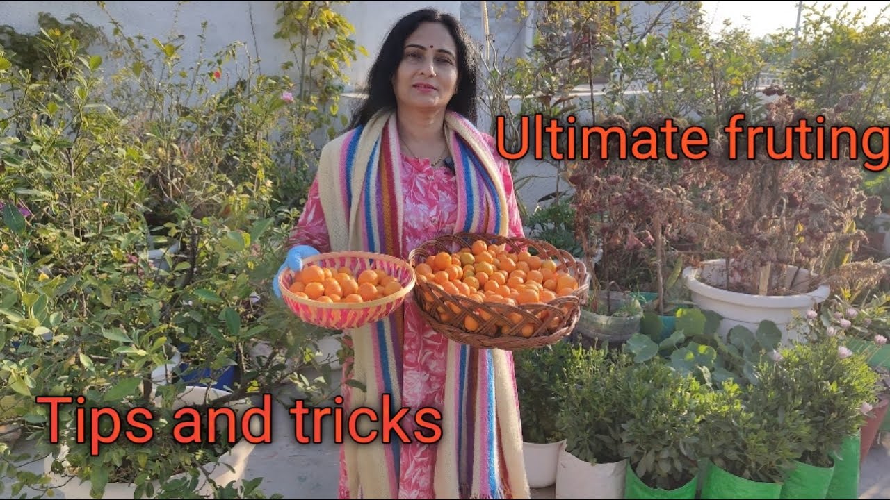How to get heavy fruiting | China orange | Rashmi's World - Create to Decorate