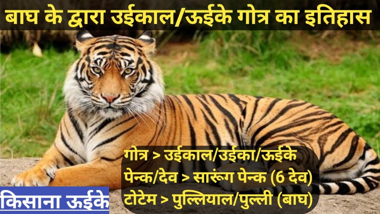 ऊईके गोत्र की व्युत्पत्ति| गोंड़ी गोत्र का इतिहास | बाघ को गोंड़ी भाषा में क्या कहते हैं ? | Tiger