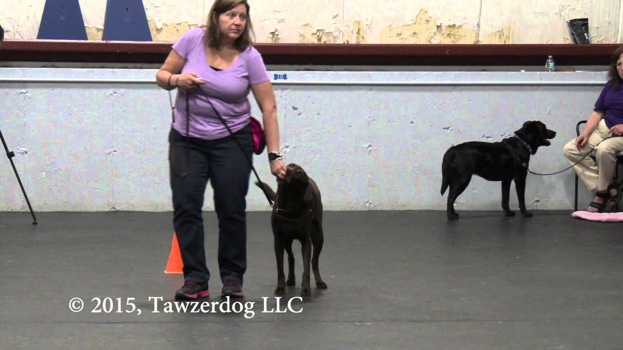 Reliability for Reactive Dogs with Control Unleashed® Exercises - Emma Parsons