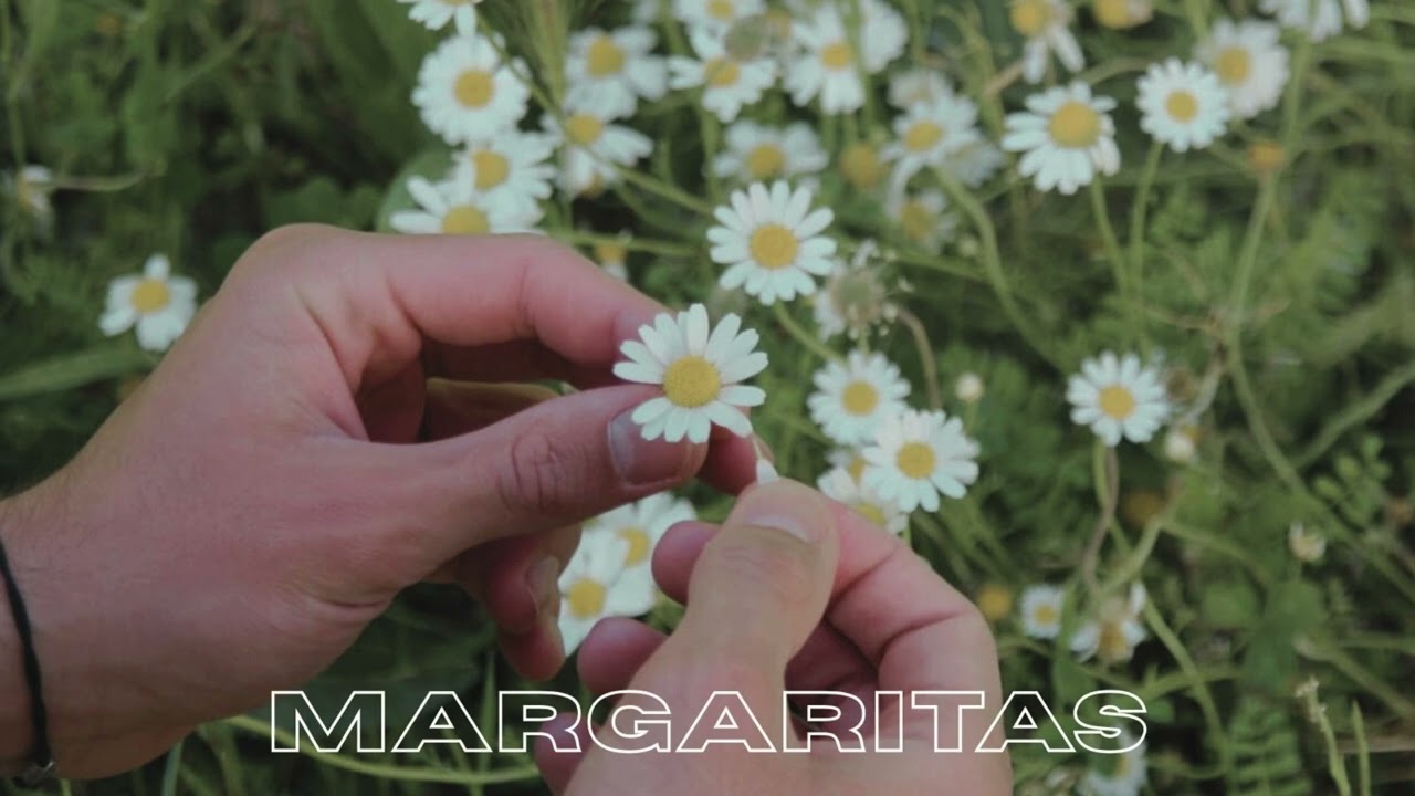 margaritas - Dion