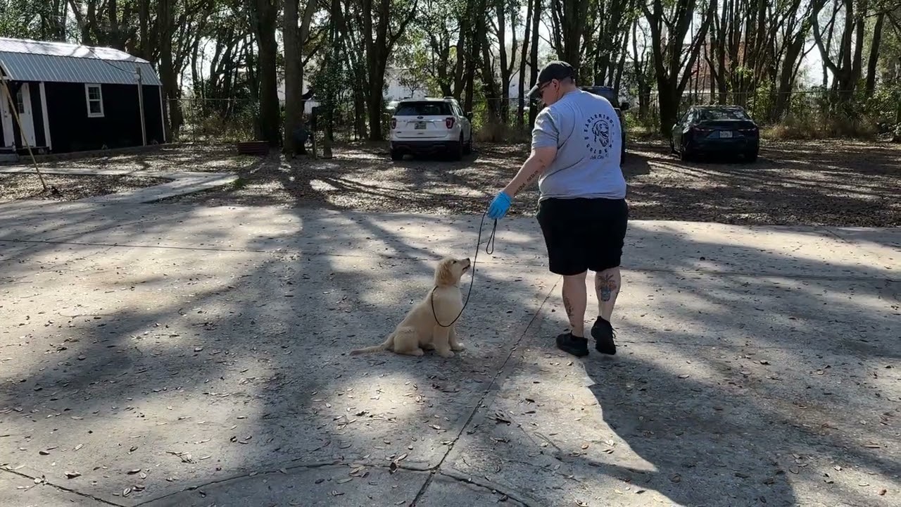 Palmer - Training 