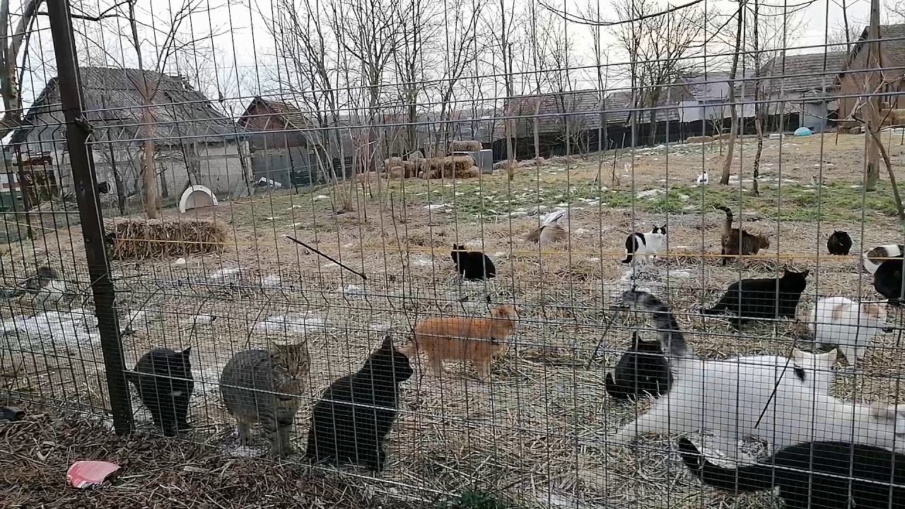 +200 cat Sanctuary Fenced yard