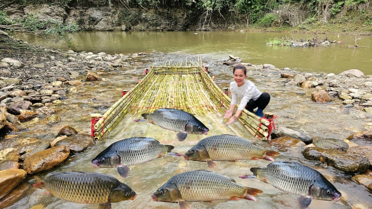 Girl Creates a Unique Bamboo Fish Trap. To Catch Fish in Natural Stream