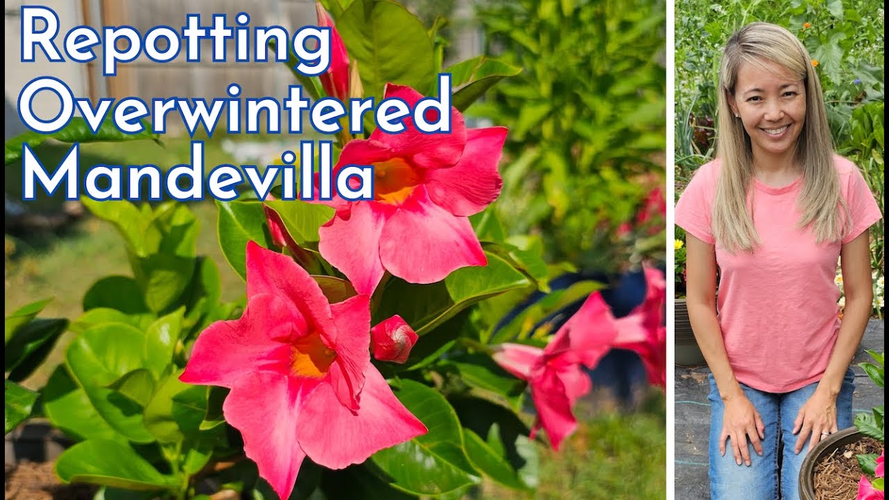 Mandevilla repotting and propagation of overwintered MANDEVILLA 🌺