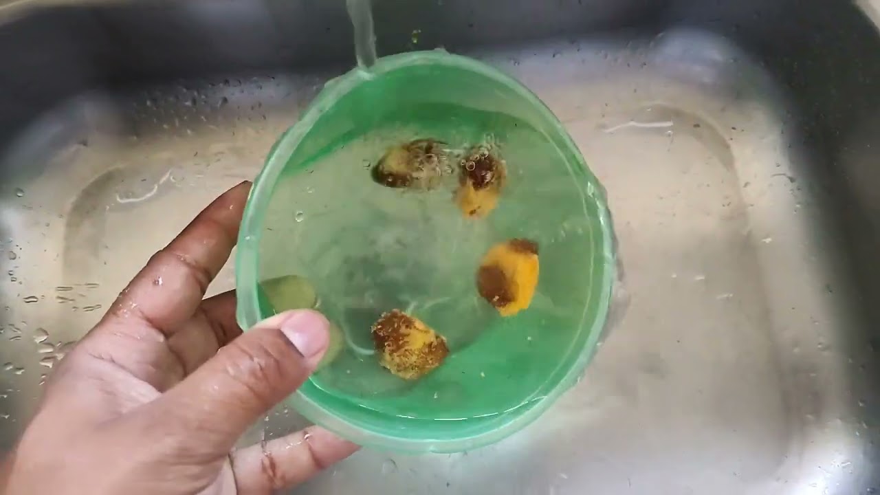 Como germinar Pequi com 100% de sucesso.