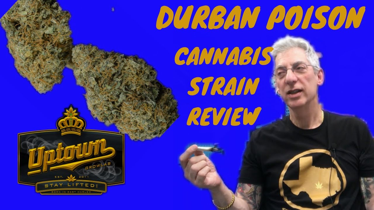 DURBAN POISON Cannabis Strain Review