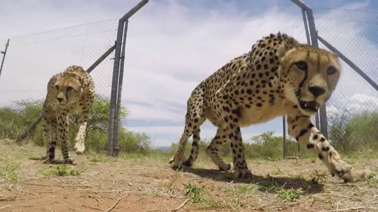 HESC releases two cheetahs onto Air Force Base Makhado