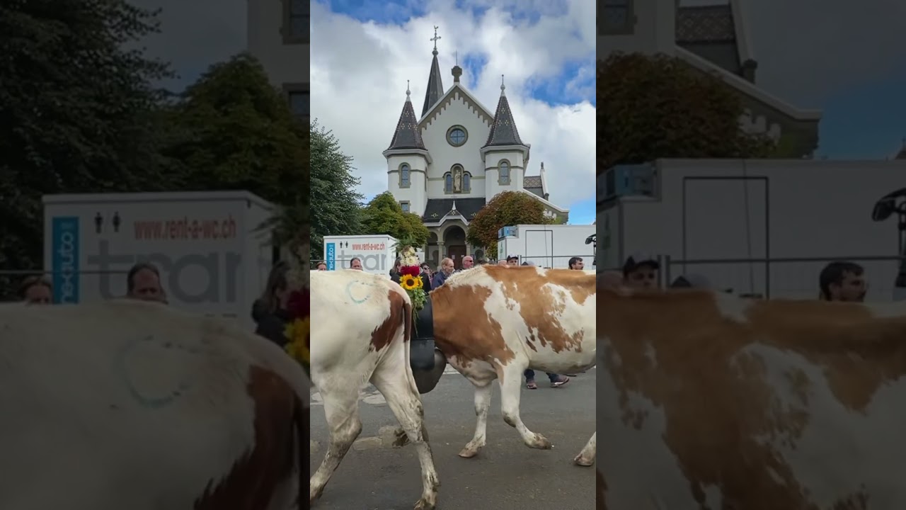 Alpabzug Plaffeien 2025 Cijeli Video na mom YouTube kanalu! #&scaron;vicarska #travelvlog #switzerland